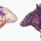 Imagen para el artículo titulado Imprimen en 3D por primera vez un sistema circulatorio funcional